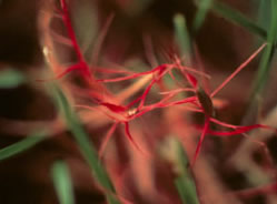 close up of red thread