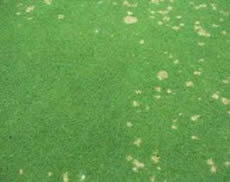 Dollar spot