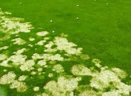 gray snow mold damage