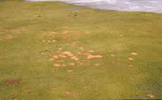 Pink Snow Mold damage
