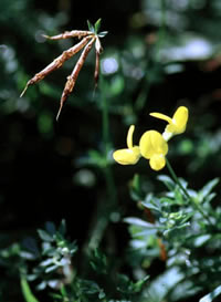 Clover/Birdsfoot Trefoil flower seedpots