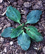 Brown Patch close up