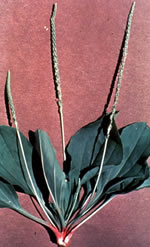 Brown Patch close up