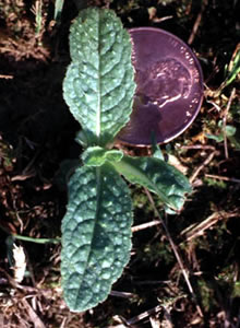 Common Teasel seedling