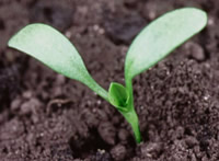 Curly Dock seedling