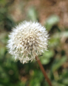 Dandelion seed head