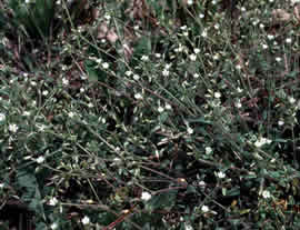 Chickweed growth habit