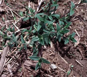 Chickweed seedling