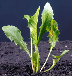 Dandelion young rosette