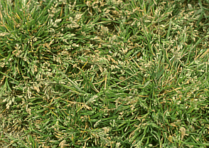Poa Annua Annual Bluegrass