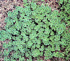 Spotted Spurge